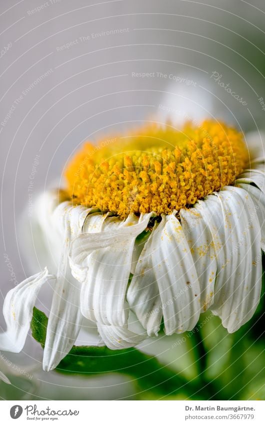 Welking Leucanthemum-Hybride, Blütenkopf, Nahaufnahme leucanthemum Margerite Zwitter ornamental Garten Pflanze gelb weiß welkend Willkommen