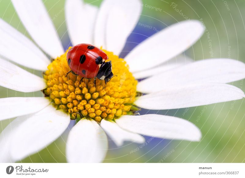 Happy Birthday, Monsieur! Feste & Feiern Valentinstag Muttertag Hochzeit Geburtstag Taufe Natur Frühling Sommer Blume Blüte Margerite Käfer Marienkäfer 1 Tier