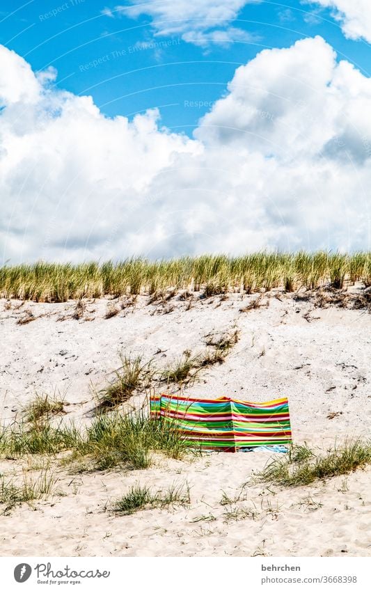 sommer sonne sonnenschein Erholung Deutschland Fischland-Darß Tourismus Ostseeküste Mecklenburg-Vorpommern Sommer Ferien & Urlaub & Reisen Außenaufnahme