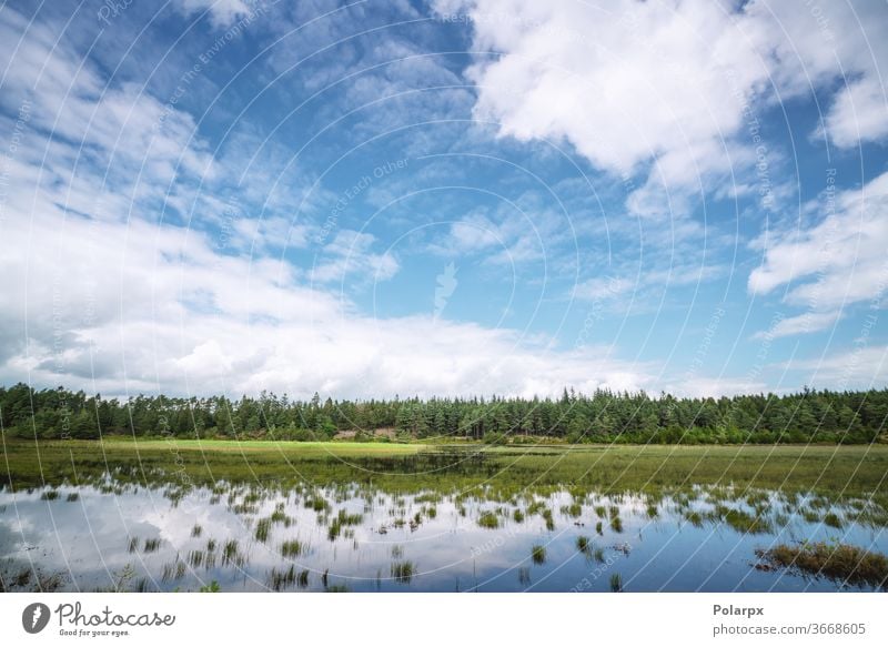 Sumpfsee in der Nähe eines grünen Waldes Feuchtgebiet Landschaft Moos Kiefer wild Schönheit Frühling Holz reisen Park im Freien Bäume Betrachtungen Kumulus