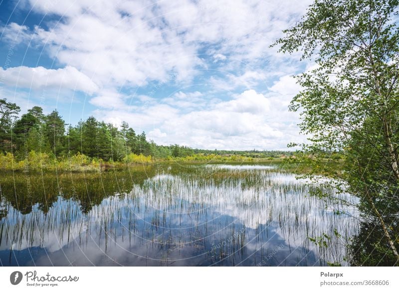 Feuchtlandschaft mit bunten Bäumen Feuchtgebiet Landschaft Moos Kiefer wild Schönheit Frühling Holz reisen Park im Freien Betrachtungen Kumulus dunkel Kiefern