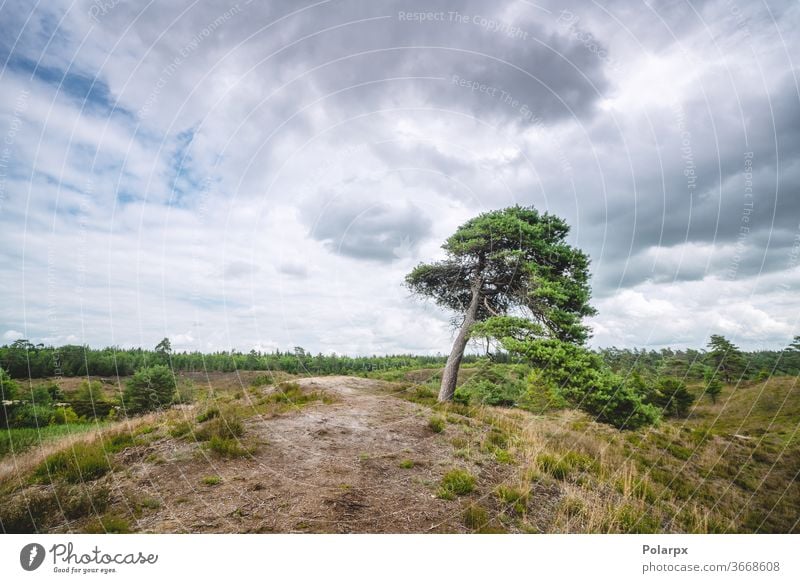 Einsamer Baum in den Ebenen der Wildnis Nordeuropa ruhig malerisch Cloud idyllisch Sommer Laubwerk horizontal fallen farbig pulsierend Wolkenlandschaft Herbst