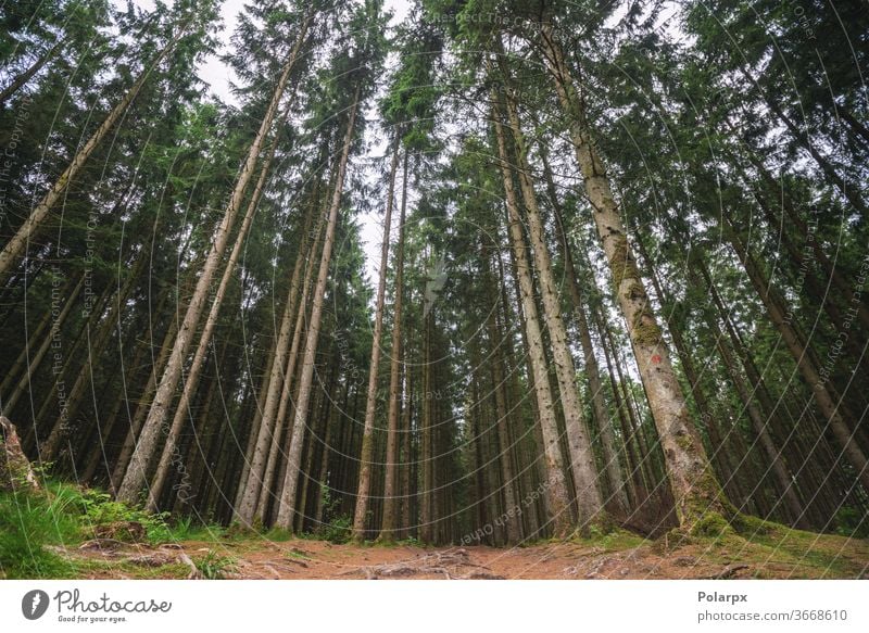 Wald mit hohen Kiefern Abend gruselig Totholz Waldgebiet ländlich Tanne friedlich Szene schön nadelhaltig Schonung Rinde Holz beängstigend hoch Nutzholz niemand