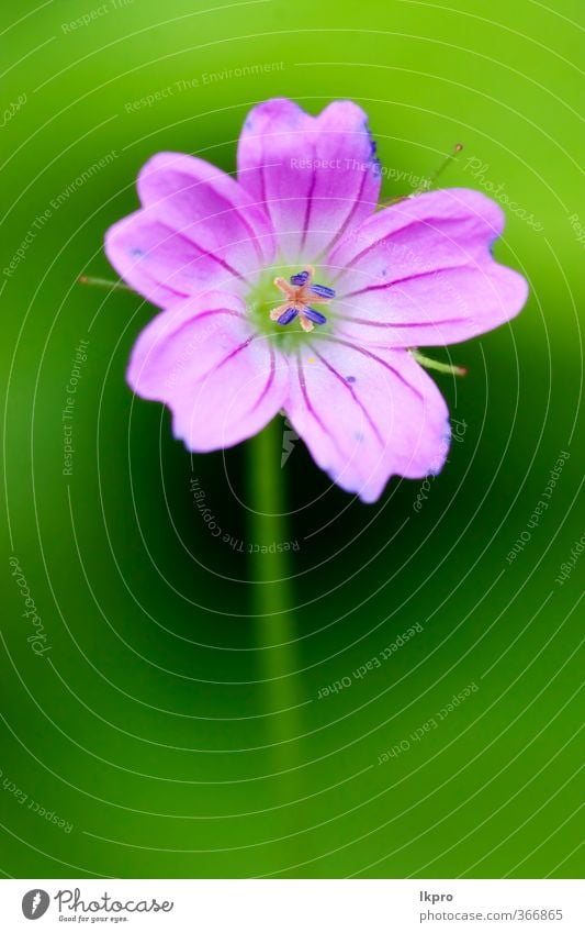 Aufspaltung einer rosa Geranium dissectum geraniacee i Natur Blume Linie Blühend blau grün rot schwarz Storchschnabel Sektum fünf Vorbau Blütenblatt Frühling