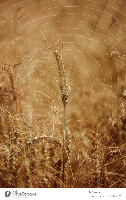 getreide Getreide Getreidefeld Feld Landwirtschaft Kornfeld Ähren Nutzpflanze Ackerbau Lebensmittel Ernährung Sommer golden ökologisch Weizenfeld Roggen