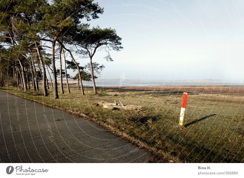 Markierung Natur Landschaft Frühling Schönes Wetter Nebel Wiese Wald Bucht Vorpommersche Boddenlandschaft Rügen Straße Pfosten Schilder & Markierungen natürlich