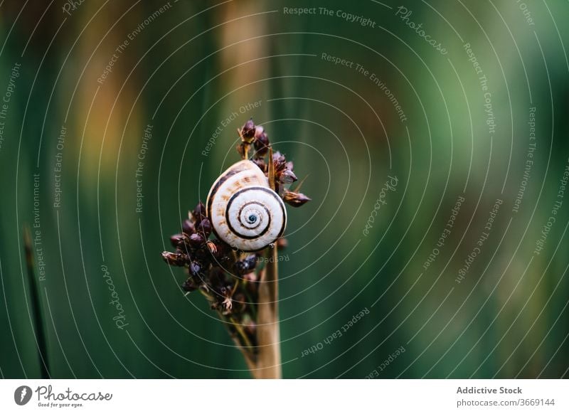 Schnecke auf Blumenstiel im Garten Riesenglanzschnecke krabbeln Stengel Pflanze Fauna Tier Natur Sommer klein Panzer Aufstieg Umwelt Park Schönheit zerbrechlich