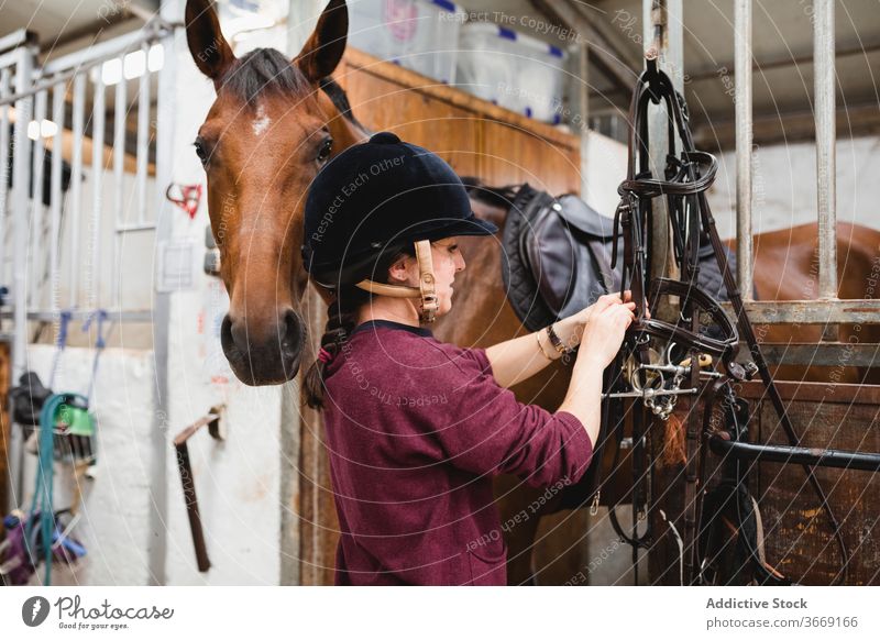 Weiblicher Jockey im Stall mit Pferd Pferdestall Reiterin Zügel Frau Zaumzeug Tier pferdeähnlich Pferderücken beschäftigt Besitzer Haustier Kastanie Säugetier