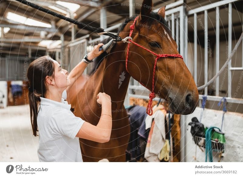 Frau bürstet Pferd im Stall Bürste Pflege Reiterin Pferdestall pferdeähnlich Tier Haustier Kastanie Säugetier Jockey Pferderücken Ranch stehen Reinrassig Gerät