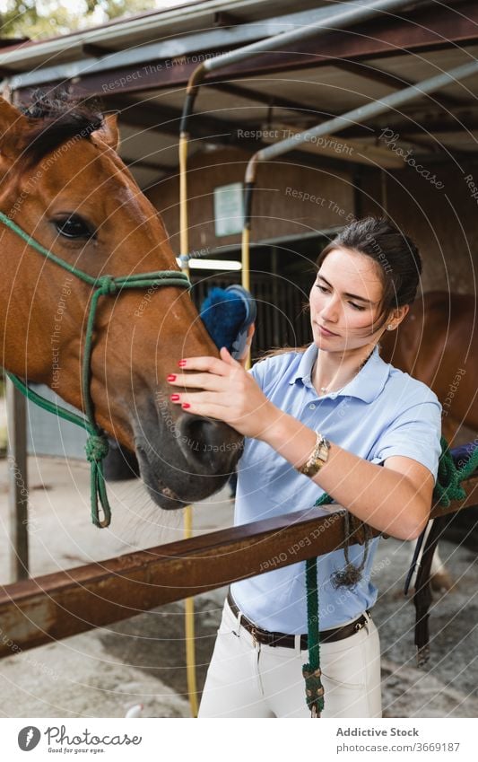 Junge Reiterin beim Bürsten eines Hengstes auf einer Ranch Pferd Frau Pflege Lächeln Kastanie Tier Werkzeug Gerät pferdeähnlich jung beschäftigt Jockey Besitzer