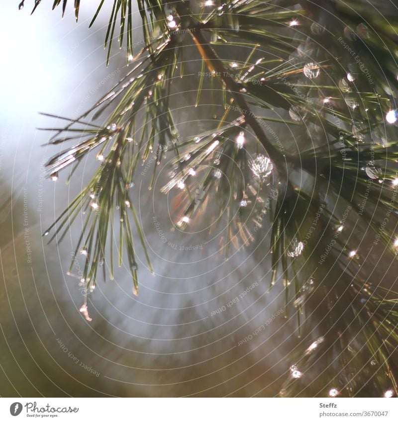 Fichtenzweig mit Licht und Regen Regentropfen Nadelbaumzweig Tannennadeln Zweig Tropfenbild Lichtreflexe Lichtschein Lichteinfall besonderes Licht