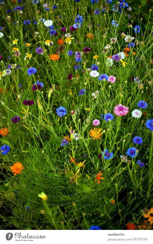 Verschiedene Blumen im Sommer blume blühen blüte erholung ferien garten gras kleingarten kleingartenkolonie menschenleer natur pflanze rasen ruhe schrebergarten