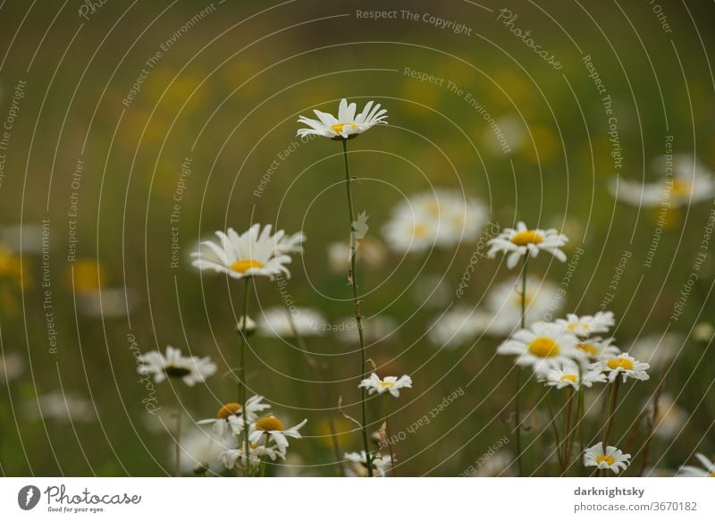 Schwarzrandige Margeriten auf einer Wiese, Leucanthemum atratum im Sommer sommerliches Blume Motiv Pflanze Natur grün gelb Frühling natürlich Farbfoto