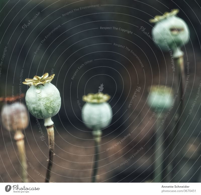 Mohnkapsel Blume Natur Pflanze Farbfoto Außenaufnahme Schwache Tiefenschärfe Sommer Tag