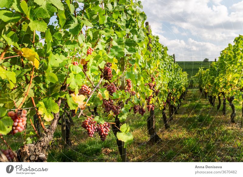 Reife Trauben im Herbst im Elsass, Frankreich Weinberg Ernte Weingut Kalifornien Hintergrund Ackerbau wachsend Landschaft Bauernhof frisch reif Weinbau ländlich