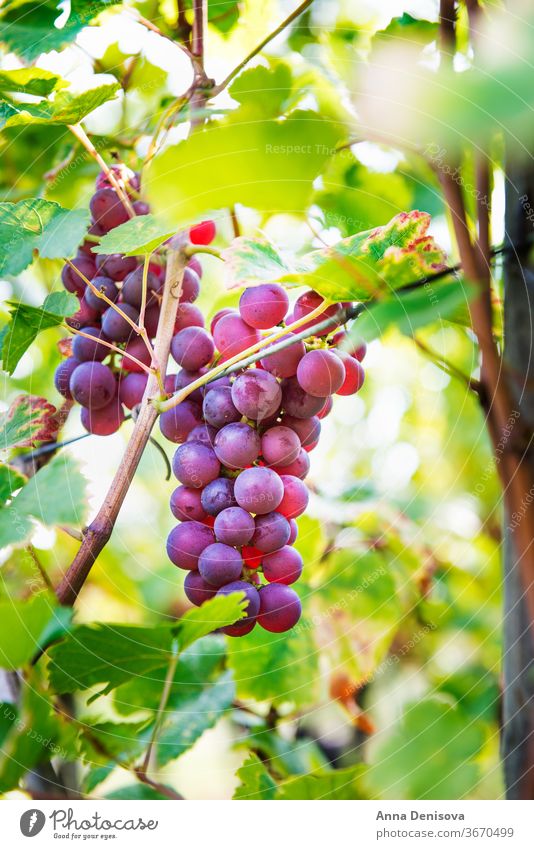 Reife Trauben im Herbst im Elsass, Frankreich Weinberg Ernte Weingut Kalifornien Hintergrund Ackerbau wachsend Landschaft Bauernhof frisch reif Weinbau ländlich