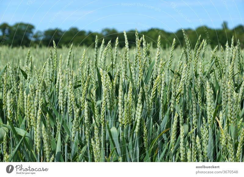 Weizenfeld Getreidefeld Landwirtschaft Feld grün Ernte Ackerbau Landschaft Natur Pflanze ländlich Frühling Sommer Lebensmittel Bauernhof Ackerland