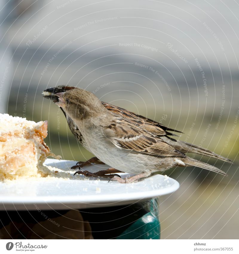 Futterneid Kuchen Flügel Spatz 2 Tier Essen Fressen füttern Teilen abgeben Krümel einheitlich Teller Tellerrand Feder Futterplatz Farbfoto Gedeckte Farben