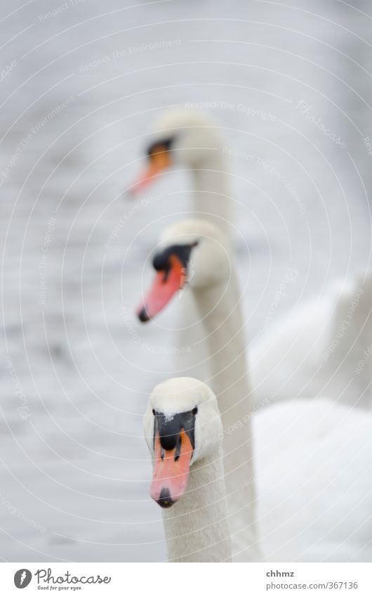 Drei Freunde Natur Flussufer Tier Wildtier Schwan 3 Schwimmen & Baden Stolz eitel Freundschaft Zusammenhalt Im Wasser treiben Neugier hintereinander Reihe weiß