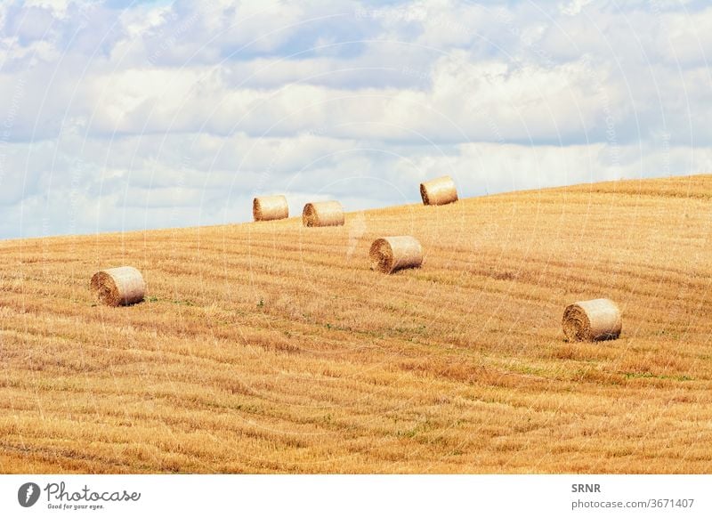 Heuhaufen auf dem Feld landwirtschaftlich landwirtschaftliche Fläche landwirtschaftlicher Betrieb Agrarindustrie landwirtschaftliche Nutzfläche Ackerbau