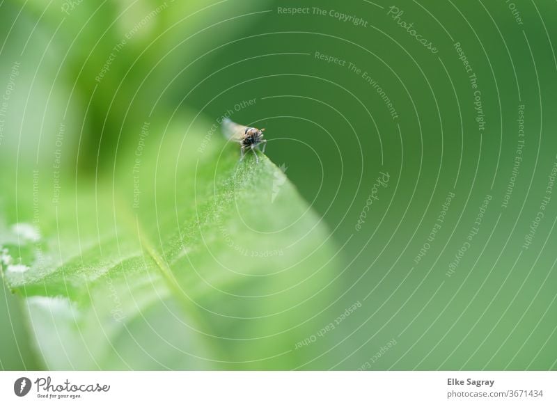 Insekt in Wartestellung... Natur Blatt Pflanze Makroaufnahme Umwelt Käfer krabbeln Menschenleer Außenaufnahme