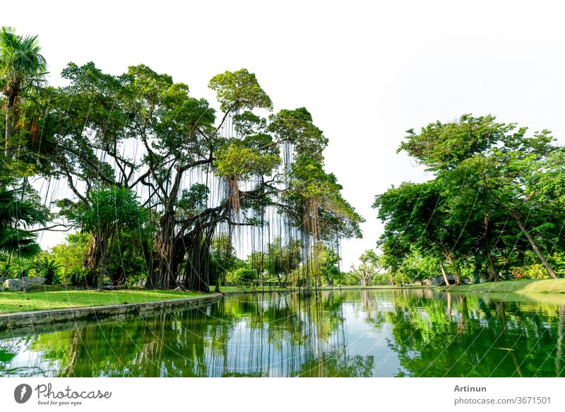 Raintree und viele grüne Bäume im Park und Teich. Bäume und grünes Grasrasenfeld in der Nähe des Sees mit Baumreflexion auf dem Wasser. Rasen im Garten im Sommer. Park mit tropischer Pflanze. Städtische Ozonquelle.