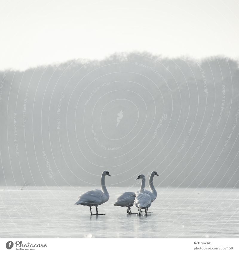 drei oder vier Jesusschwäne Umwelt Natur Landschaft Urelemente Himmel Horizont Winter Wetter Nebel Eis Frost Wald See Tier Vogel Schwan 3 4 Tiergruppe