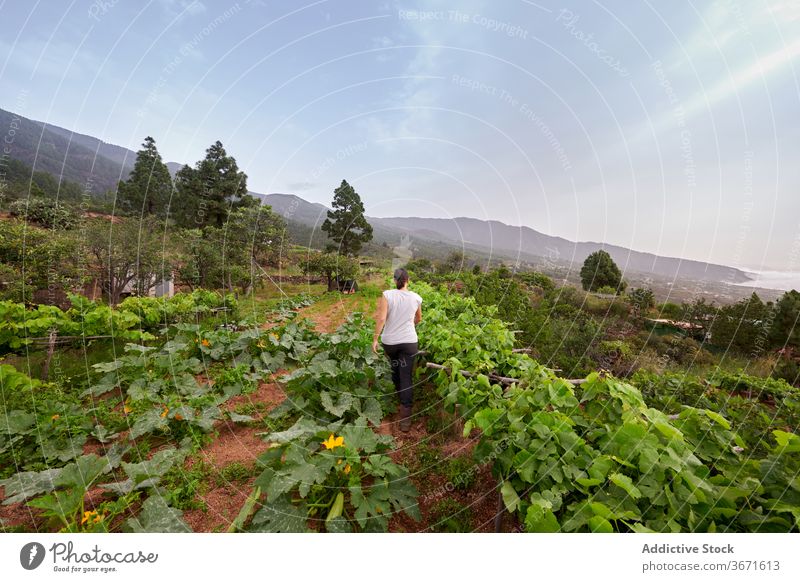 Anonyme Frau pflückt Trauben auf dem Bauernhof abholen Frucht pflücken Sommer Landwirt Garten Natur Ernte kultivieren Schonung frisch Ackerbau Landschaft