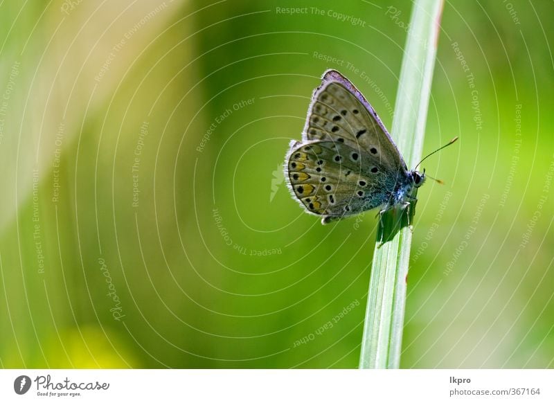 brauner Schmetterling im Busch liegend Garten Natur Blume Blatt Weiche Fluggerät Linie wild blau gelb grün schwarz weiß Farbe Ritterfalter Fleck Insekt orange