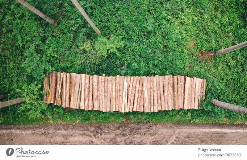 Endlich das 2000ste - Juhuuu! Jubiläum Wald Waldboden Waldlichtung Waldrand Waldwiese Waldspaziergang Waldsterben Waldstimmung Nadelbaum Nadelwald