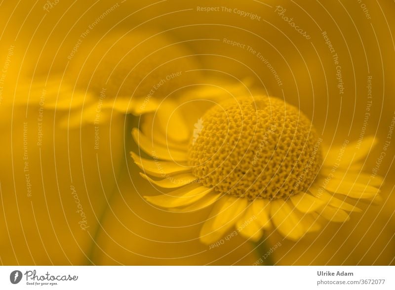 Gelbe Blüten der Färberkamille ( Anthemis tinctoria ) Kamille färben Hundskamille Blütenblatt Blumen Zart Garten Pflanze Sommer schön natürlich Farbfoto Blühend