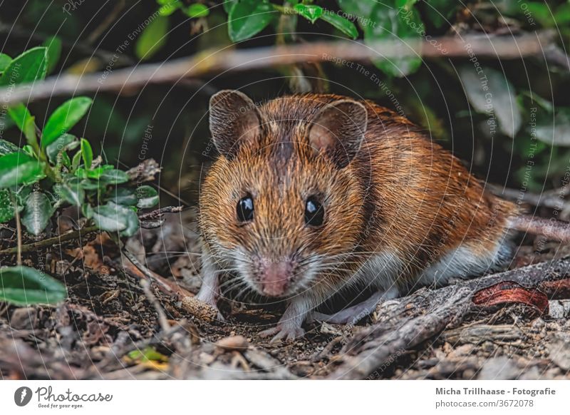 Rötelmaus auf dem Waldboden Maus Myodes glareolus Tiergesicht Auge Nase Maul Ohr Fell beobachten Blick Wildtier Zweige u. Äste Blatt Sonnenlicht Schönes Wetter