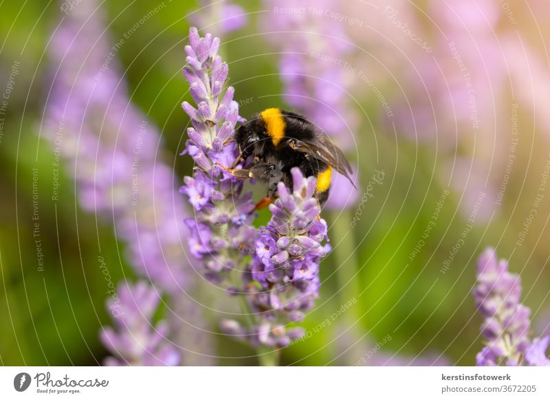 Fleißige Hummel im Lavendel Insekt Blume Lila Duft Tier Tierporträt Menschenl menschenlos Nahaufnahme Garten Natur anlocken duftend fleißig Freisteller Outdoor