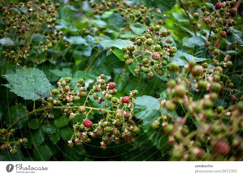 Brombeeren brombeere strauch ranke reif unreife grün strauchfrucht obst stachelig garten wald natur pflanze kleingarten schrebergarten