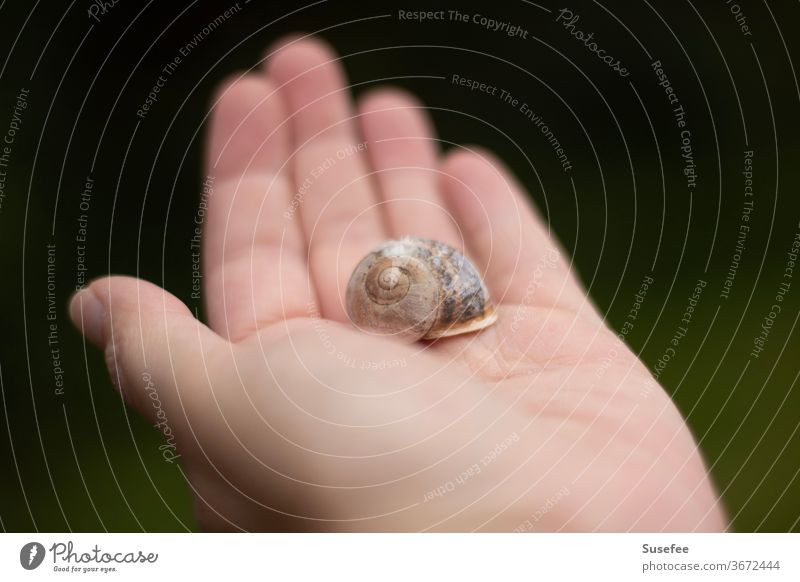 Natur in der Hand Schnecke Schneckenhaus Nahaufnahme Tier Garten Muster