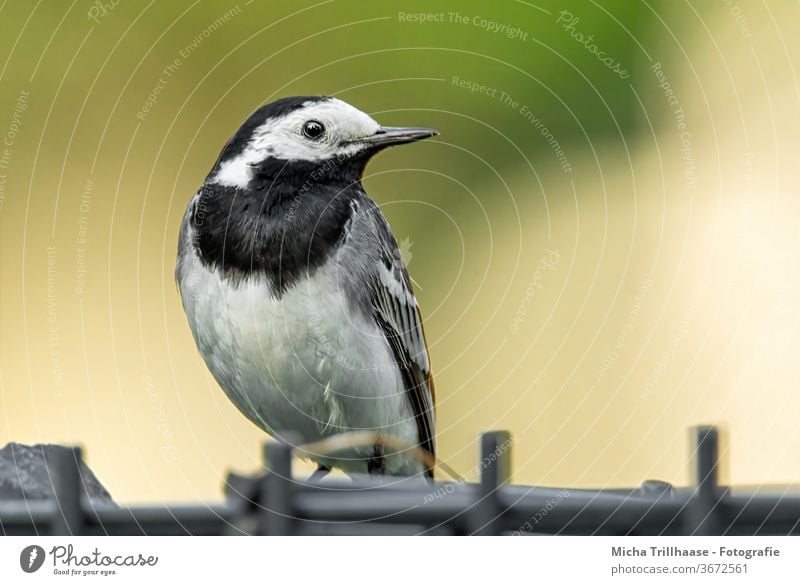 Bachstelze auf dem Gartenzaun Motacilla alba Tiergesicht Kopf Schnabel Auge Flügel Feder gefiedert Krallen Vogel Wildtier beobachten Blick klein nah Zaun