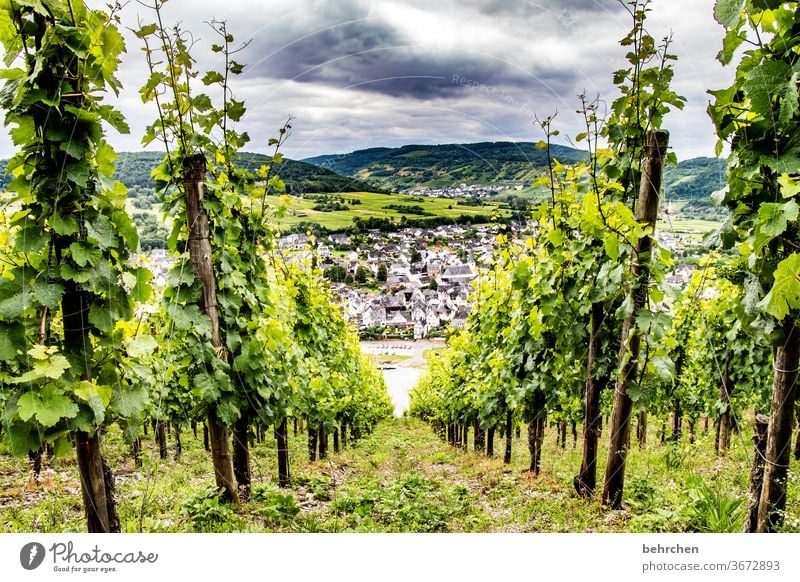 es lebe die freiheit! es lebe der wein! Wald Ferien & Urlaub & Reisen wandern Natur Landschaft Himmel Wolken Sommer Umwelt Außenaufnahme Menschenleer Farbfoto