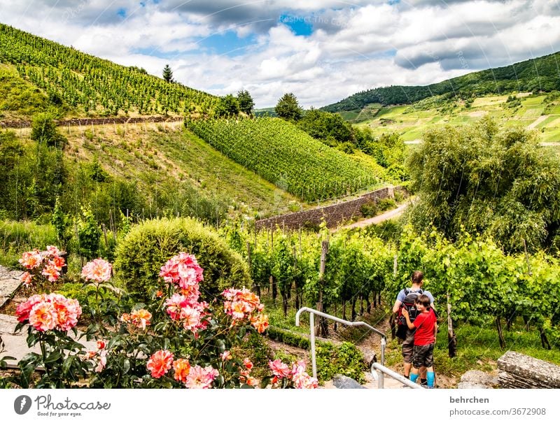 moselparadies Wolken Himmel genießen Mann Hunsrück Moseltal Sonnenlicht Mosel (Weinbaugebiet) Rheinland-Pfalz Ruhe Idylle Fluss Weinstock Weinrebe Weintrauben