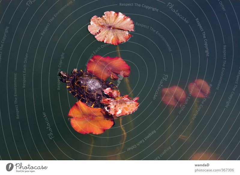 _____________ Umwelt Natur Pflanze Tier Wasser Sommer Schönes Wetter Blatt Wildpflanze Park See Schildkröte 1 beobachten genießen Blick träumen ästhetisch