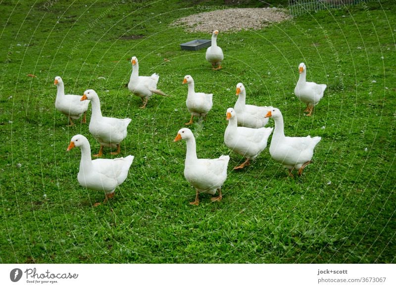 neugierige Gänse Gans Rudel authentisch Wiese Nutztier Neugier natürlich Tierhaltung Bauernhof Tierzucht ökologisch Blick in die Kamera Freilandhaltung