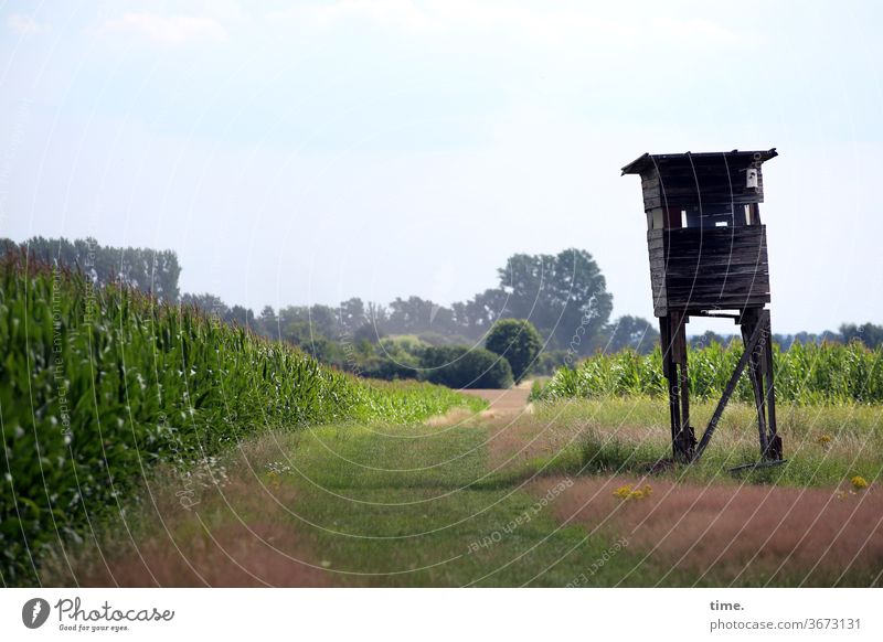 Restalkohol lanschaft hochsitz weg horizont schief mais Landwirtschaft busch baum sonnig waldrand himmel schatten trashig kaputt achtung vorsicht