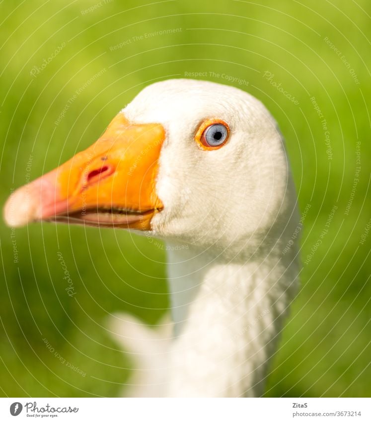 Gänse-Portrait in Nahaufnahme Hausgans Tier Vogel weiß Kopf Porträt Federn Schnabel blau Auge grün Natur Bauernhof heimisch Hintergrund Detailaufnahme orange