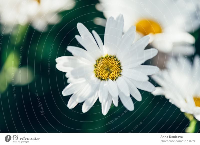 Weiße Kamillen Gänseblümchen Echte Kamille Blume Garten frisch Gänseblümchenblume Nahaufnahme Hintergrund Pflanze Blüte Natur weiß geblümt im Freien grün