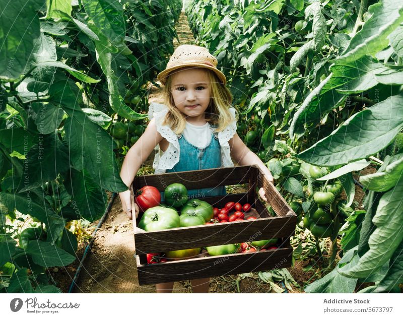 Kleines Mädchen trägt Box mit sortierten Tomaten im Gewächshaus führen Kasten Gartenbau Buchse bewachsen charmant Baum unreif Harmonie organisch idyllisch