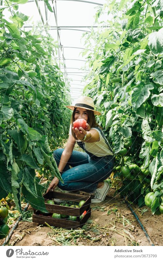 Gärtner zeigt reife Tomate, während er zwischen üppigen Tomatenbäumen hockt zeigen Kasten Ernte Gartenbau Strauch bewachsen üppig (Wuchs) Gewächshaus Harmonie