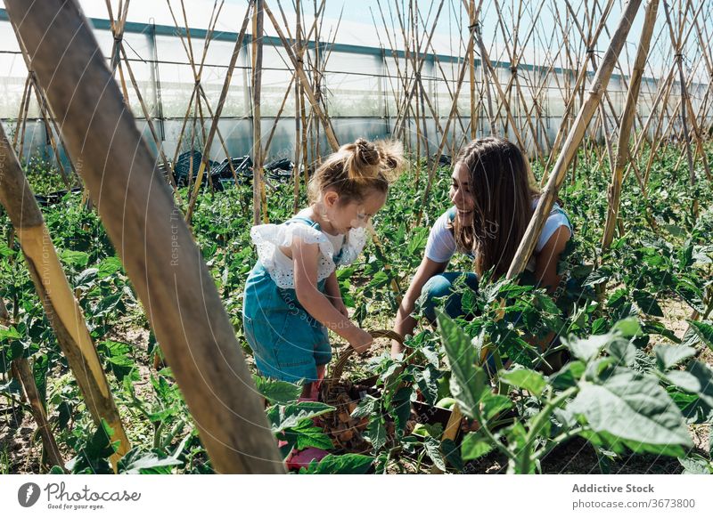 Glückliche Gärtnerin pflückt Tomaten mit Tochter im Gewächshaus Mutter pflücken Ernte Buchse grün Hut Kasten Gartenbau interagieren Baum üppig (Wuchs) unreif