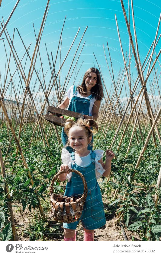 Glückliche Gärtnerin pflückt Tomaten mit Tochter im Gewächshaus Mutter pflücken Ernte Buchse grün Hut Kasten Gartenbau interagieren Baum üppig (Wuchs) unreif