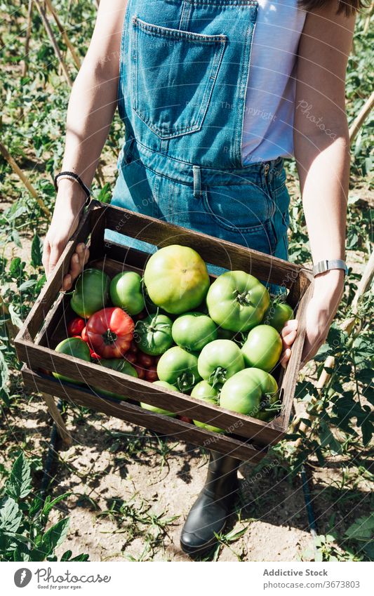 Gärtner trägt Kiste mit verschiedenen Tomaten im Gewächshaus führen Kasten sortiert Baum Gartenbau bewachsen heiter idyllisch herzlich Gartenarbeit anders offen