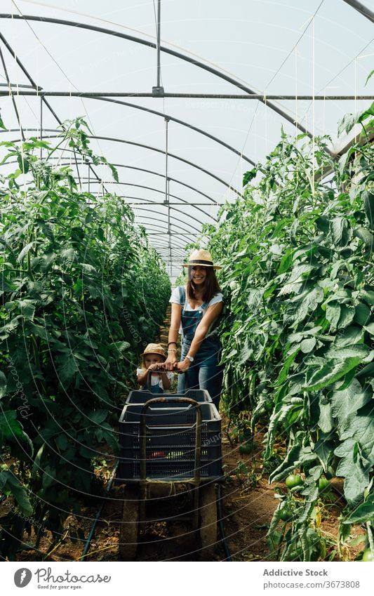 Mutter mit Tochter trägt Schubkarre in der Nähe von Tomatenbäumen im Gewächshaus führen Baum Gartenbau Lächeln üppig (Wuchs) unreif Harmonie organisch idyllisch