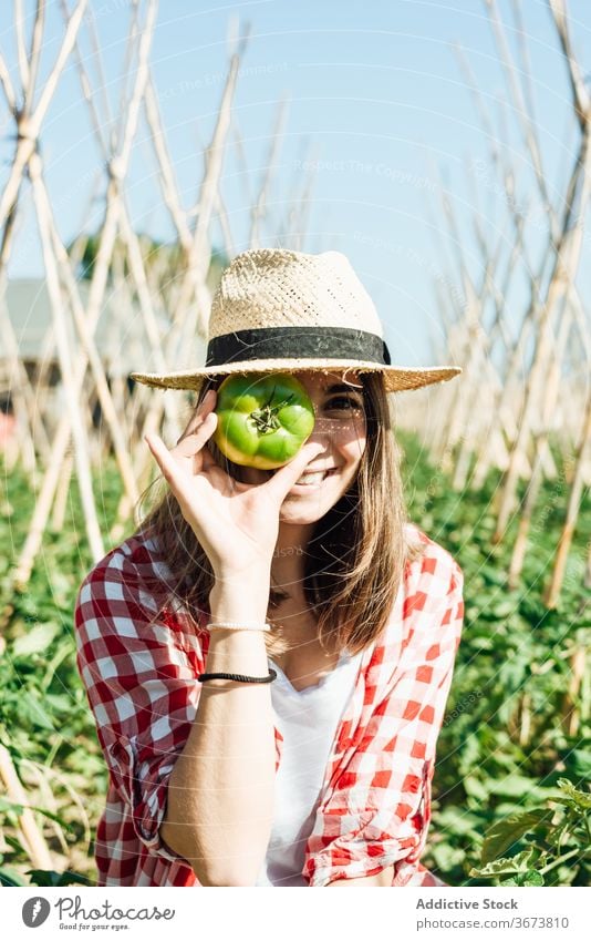 Glückliche Frau sitzt mit grüner Tomate in der Nähe von Sträuchern im Sommer Gartenbau froh Frucht idyllisch Strohhut Landschaft Blauer Himmel hölzern kleben